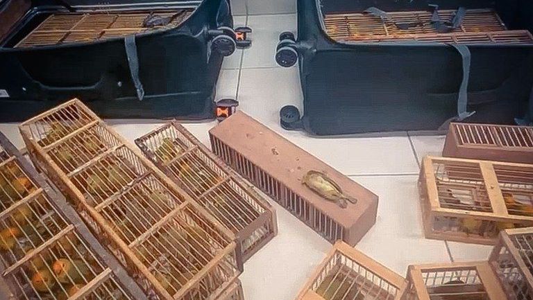 PASSAGEIRO CANÁRIOS MALA
