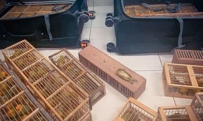 Passageiro é preso com 280 canários em malas no aeroporto de Boa Vista