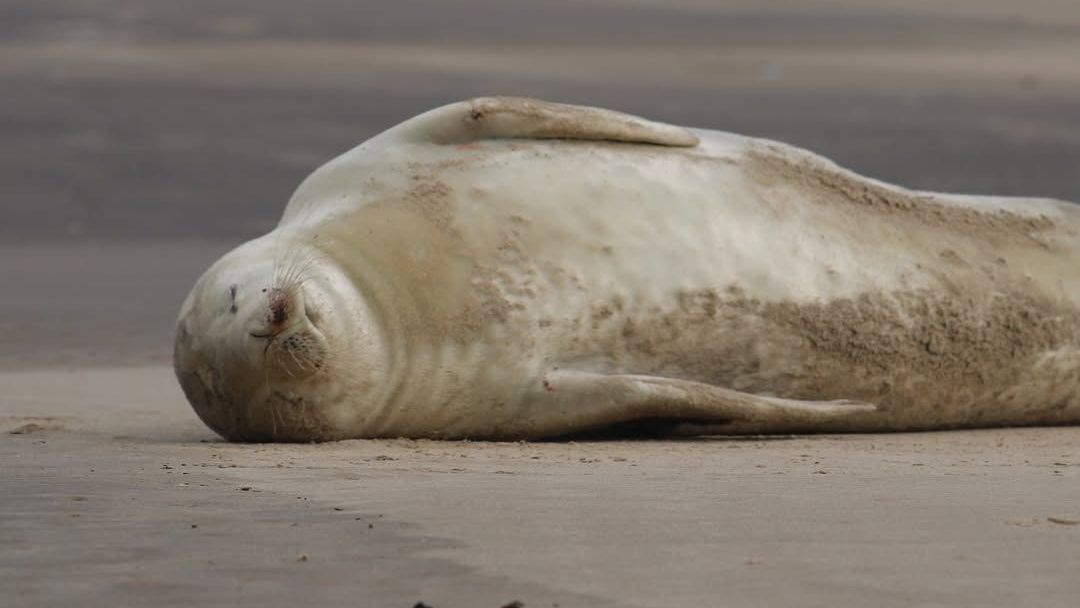 Foca rara da Antártida aparece em praia de Santa Catarina pela primeira vez