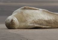 Foca rara da Antártida aparece em praia de Santa Catarina; veja imagens