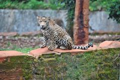 Onça-pintada nasceu no interior do Pará e viverá no Zoológico de São Paulo