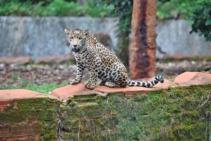 Onça-pintada nasceu no interior do Pará e viverá no Zoológico de São Paulo
