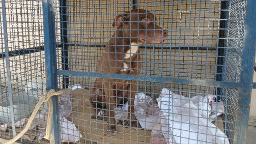 Cão da raça pitbull que atacou crianças em escola no Rio de Janeiro