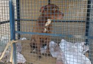 Pitbull invade escola e ataca pelo menos 6 alunos no RJ