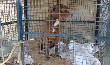 Pitbull invade escola e ataca pelo menos 6 alunos no RJ