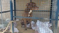 Pitbull invade escola e ataca pelo menos 6 alunos no RJ
