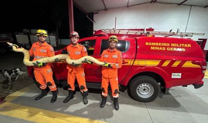 Imagem de destaque do post: Cobra Píton é encontrada no interior de Minas Gerais