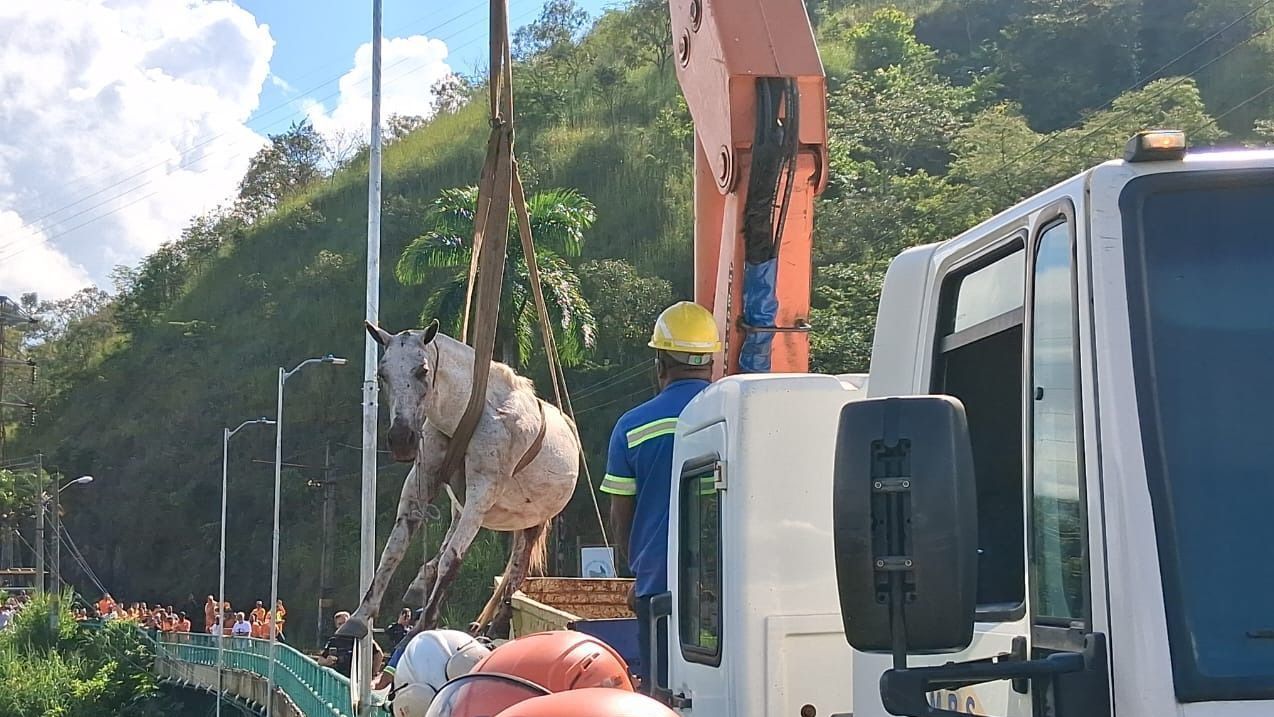 Vídeo: Cavalos são resgatados após ficarem presos em trilho de trem no RJ
