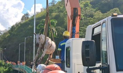 Vídeo: cavalos são resgatados após ficarem presos em trilho de trem no RJ