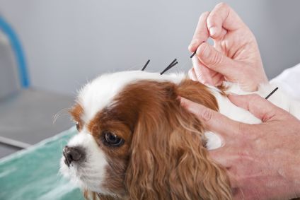 Acupuntura também pode ser aplicada em pets