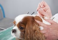 Acupuntura para pets: entenda como o tratamento pode ajudar