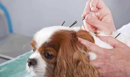 Acupuntura para pets: entenda como o tratamento pode ajudar