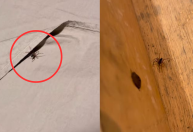 Biólogo encontra aranhas marrons em quarto alugado: "Vou dormir no carro"