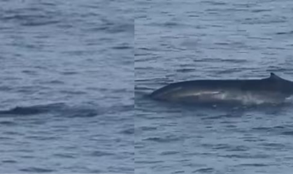 Aparição rara: baleia-azul é avistada em Ilhabela (SP); veja vídeo