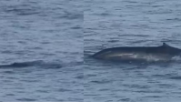 Aparição rara: baleia-azul é avistada em Ilhabela (SP); veja vídeo