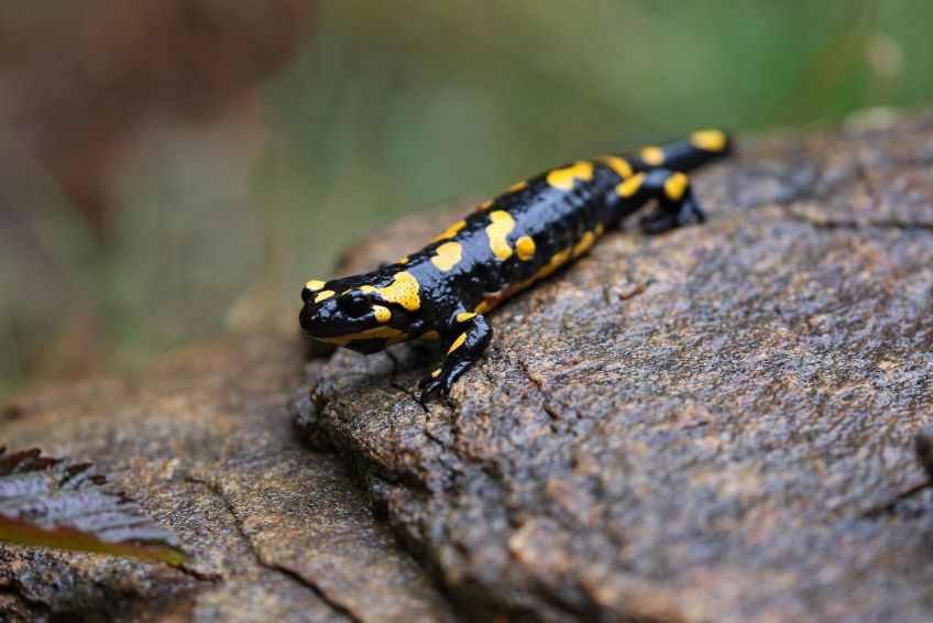 Despite the expectations, it is difficult to determine the number of extinction and threatening species due to the lack of rigorous evaluation standards and data
