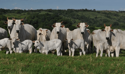 Análise: Preço da carne bovina bate recorde nos EUA