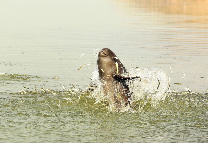 Um boto-sem-barbatanas do Yangtze caça no Lago Poyang, na província de Jiangxi. A espécie, criticamente ameaçada de extinção, vive apenas na bacia do médio-baixo rio Yangtze, uma região no leste da China • Huigong Yu
