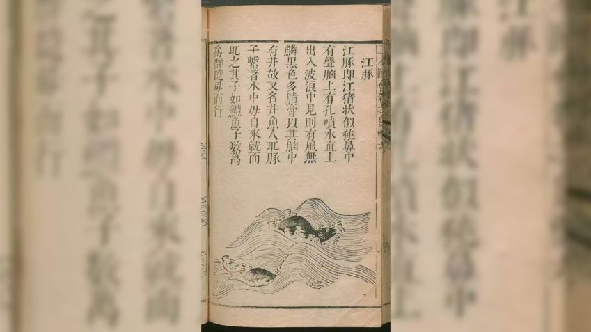 Um poema da Dinastia Ming do “Compêndio dos Três Poderes”, compilado por Wang Qi (1573–1620), registra detalhes morfológicos, posturas de superfície e comportamentos de criação do boto-sem-barbatanas do Yangtze • Sancai Tuhui