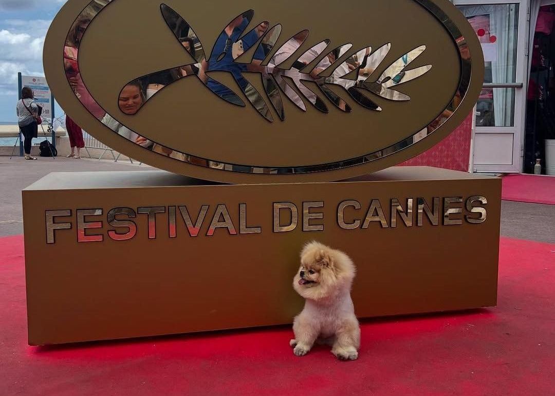 cachorro-cannes