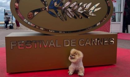 cachorro-cannes