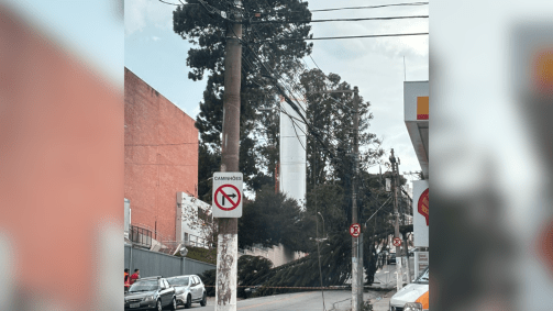 ÁRVORES QUE CAÍRAM EM SP