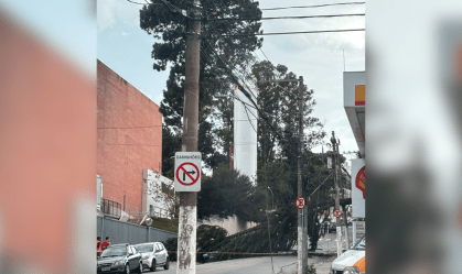 ÁRVORES QUE CAÍRAM EM SP