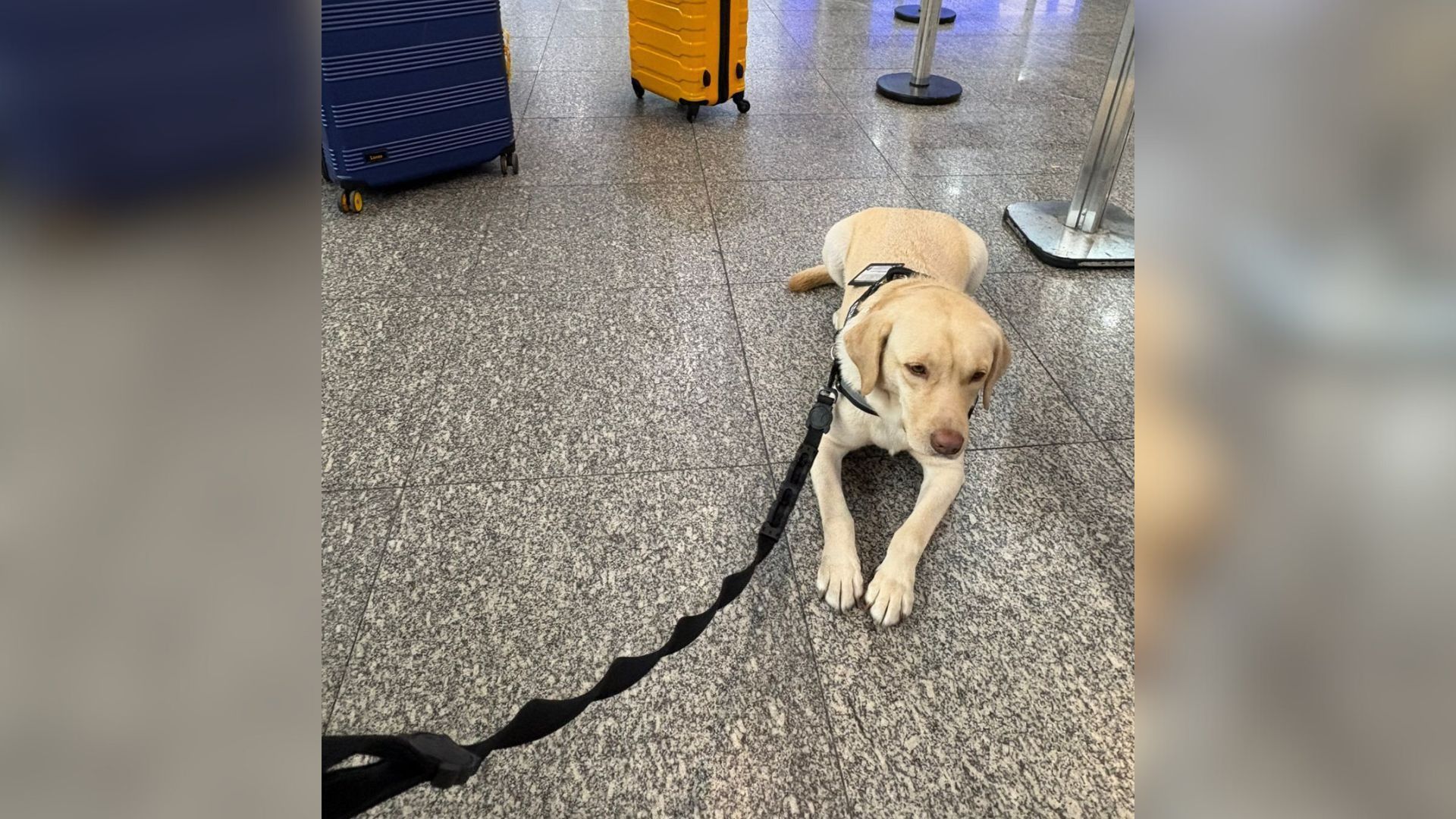 Cão de suporte a menina autista consegue embarcar para portugal | cnn brasil
