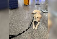 Cão de suporte a menina autista consegue embarcar para Portugal