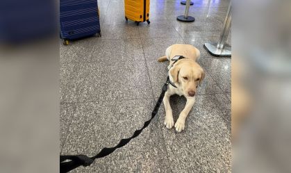 Cão de serviço de menina autista vai viajar com treinador para Portugal