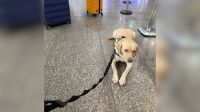 Voo é cancelado após empresa proibir embarque de cão de criança autista
