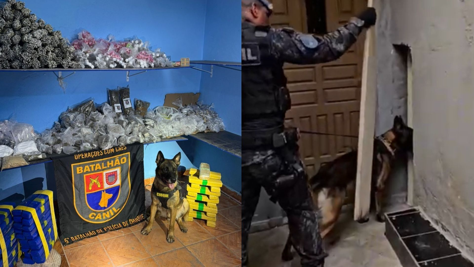 cao farejador cofre droga