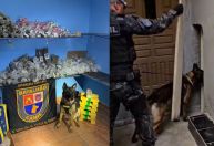 Cão farejador descobre cofre de drogas em parede falsa de casa em SP