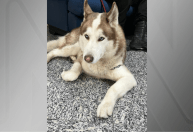 Husky é resgatado com sinais de maus tratos em ação policial no RJ