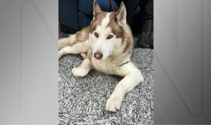 Husky é resgatado com sinais de maus tratos em ação policial no RJ
