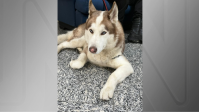 Husky é resgatado com sinais de maus tratos em ação policial no RJ