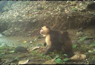 Macacos sequestram filhotes de outra espécie e intrigam cientistas; entenda