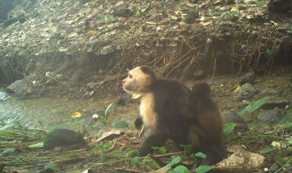 Macacos sequestram filhotes de outra espécie e intrigam cientistas; entenda