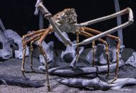 Maior caranguejo do mundo tem quase mesmo tamanho de carro pequeno; conheça