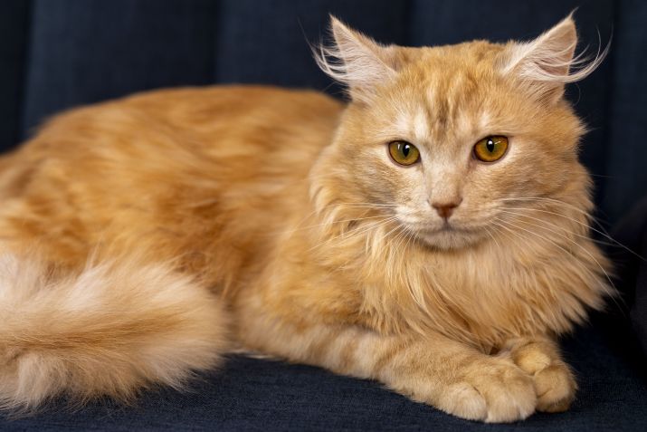 Muitas pessoas dizem que os gatos laranjas são mais travessos do que os outros, mas os cientistas acreditam que isso deve ocorrer porque a maioria deles é macho e não por mudanças genéticas • Freepik