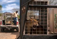 Violência força retirada de 700 animais de santuário em Sinaloa, no México