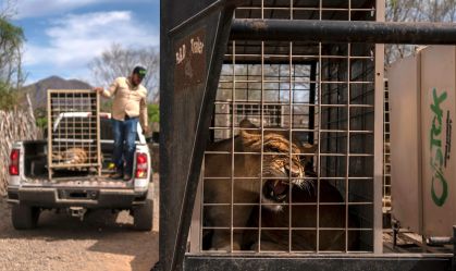 Violência força retirada de 700 animais de santuário em Sinaloa, no México