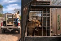 Violência força retirada de 700 animais de santuário em Sinaloa, no México