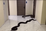 Tailândia: Homem solta cobras gigantes em prédio para se vingar de vizinho