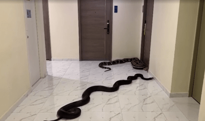 Tailândia: Homem solta cobras gigantes em prédio para se vingar de vizinho