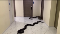Tailândia: Homem solta cobras gigantes em prédio para se vingar de vizinho