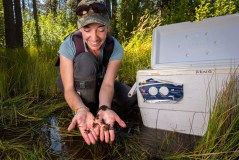 Kate Belleville, do Departamento de Pesca e Vida Selvagem da Califórnia, segura pequenos sapos na Floresta Nacional de Lassen, no estado