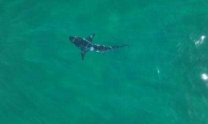 Pesquisadores filmam dezenas de tubarões-galha-preta em Ilha Grande, no RJ