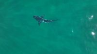 Pesquisadores filmam dezenas de tubarões-galha-preta em Ilha Grande, no RJ