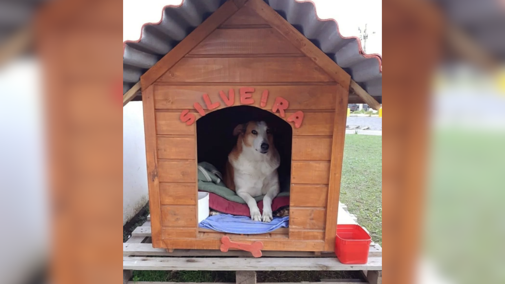 Silveira, cachorro famoso da Universidade Federal de Santa Maria • Reprodução/Redes Sociais
